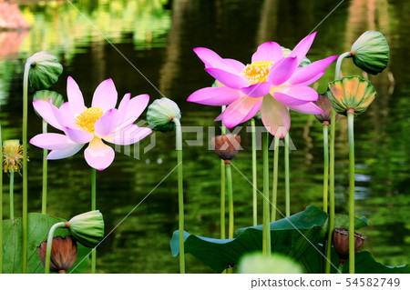 蓮花 蓮花 54582749