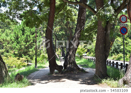 Pine-lined tree-lined landscape of the Yodogawa riverbed 54583109