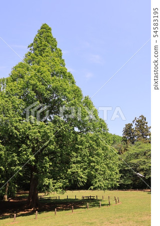 Large trees in Shimizu Park, Noda City, Chiba Prefecture 54583195