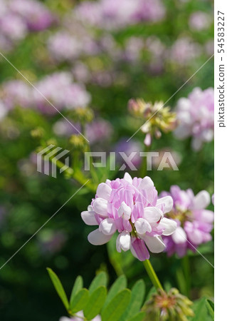 Tamazaki Kusa富士美麗的白色和粉紅色的雙色綻放 Tamazaki Kusa富士美麗的白色和粉紅色的雙色綻放 54583227