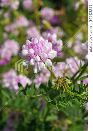 Tamazaki Kusa富士美麗的白色和粉紅色的雙色綻放 54583231