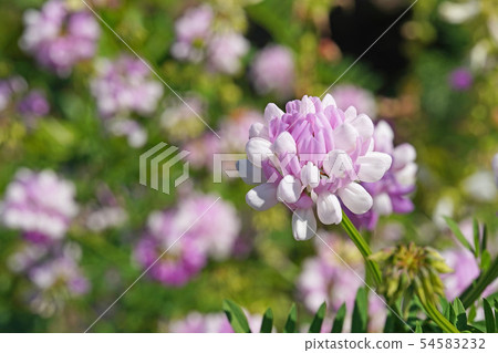 Tamazaki Kusa富士美麗的白色和粉紅色的雙色綻放 54583232