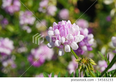 Tamazaki Kusa富士美麗的白色和粉紅色的雙色綻放 Tamazaki Kusa富士美麗的白色和粉紅色的雙色綻放 54583233