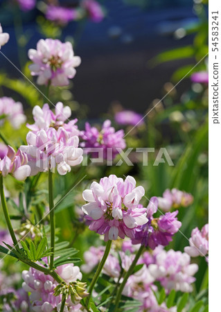 Tamazaki Kusa富士美麗的白色和粉紅色的雙色綻放 Tamazaki Kusa富士美麗的白色和粉紅色的雙色綻放 54583241