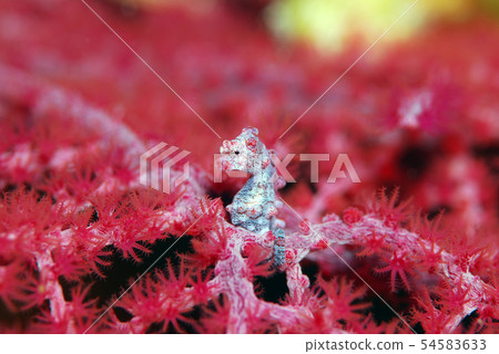 侏儒海水管 54583633