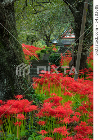 靜岡縣Kotokuji寺廟群花 靜岡縣Kotokuji寺廟群花 54583688