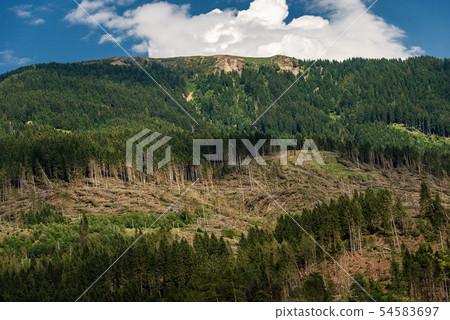 Forest with many fallen trees - Natural disaster Forest with many fallen trees - Natural disaster 54583697