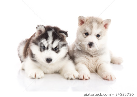 Two siberian husky puppies on white background 54583750