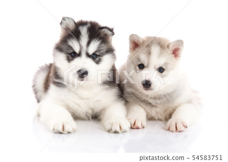 Two siberian husky puppies on white background 54583751