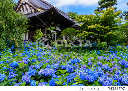 Hydrangea Temple Unganji 54583797