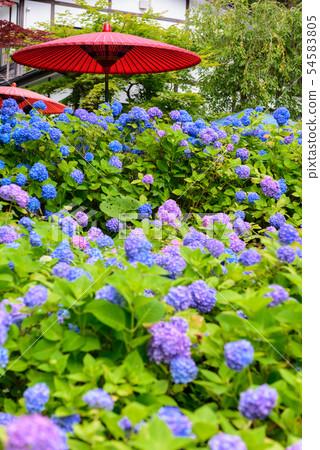 Hydrangea Temple Unganji 54583805