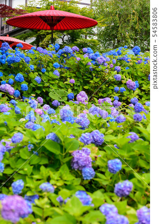 Hydrangea Temple Unganji 54583806