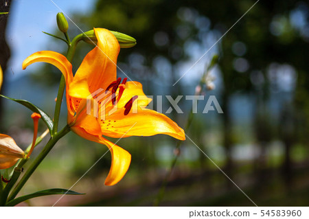 蝴蝶花 54583960