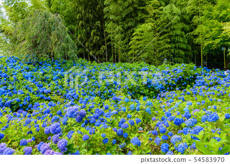 Hydrangea Temple Unganji Hydrangea Temple Unganji 54583970