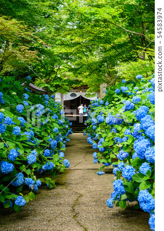 Hydrangea Temple Unganji 54583974