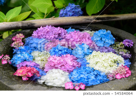 Hand water hydrangea 54584064