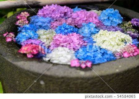Hand water hydrangea Hand water hydrangea 54584065