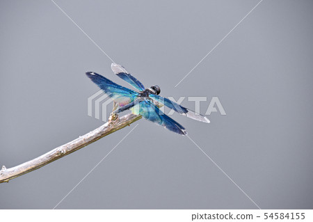 蝴蝶蜻蜓 54584155