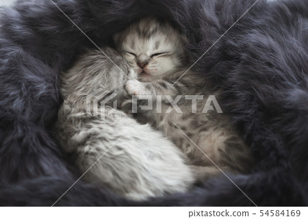 Cute kittens sleeping on black fur 54584169