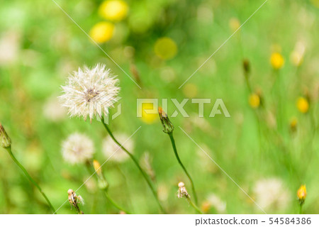 Dandelion's fluff 54584386