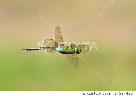 Flight of Gin Yama Flight of Gin Yama 54584480