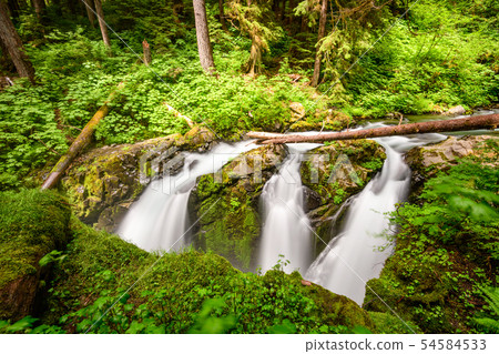 Olympic National Park 54584533