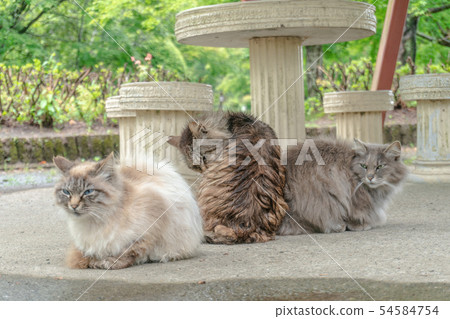3 stray cats 3 stray cats 54584754