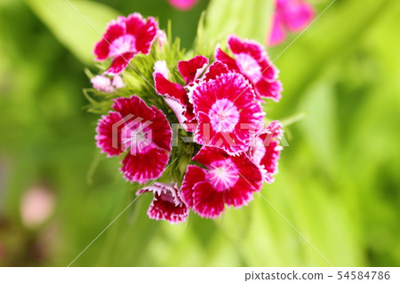 花 花 54584786