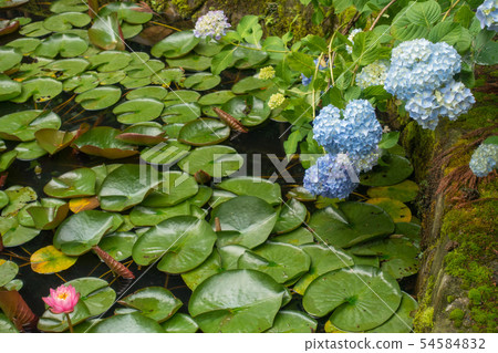 繡球花和睡蓮花:松本洪町 繡球花和睡蓮花:松本洪町 54584832