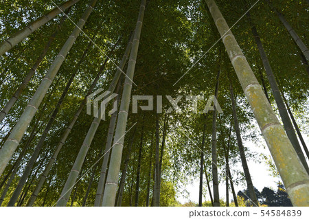 竹林 竹林 54584839