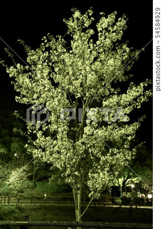 Cherry blossoms at night 54584929