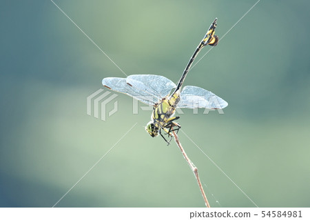 Sinictinogomphus棒曲霉 Sinictinogomphus棒曲霉 54584981