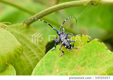 Lady beetle 54585057