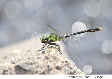 Aosanae rice cake 54585089