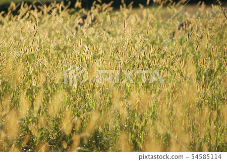 Nekojarashi海 54585114