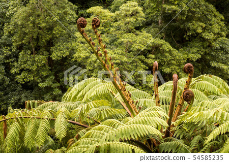 Fern tree in a park in Nordeste, Sao Miguel 54585235