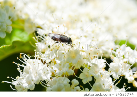 Tsunami gull fly 54585774