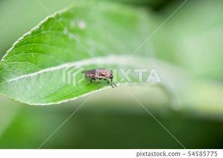 Tsunami gull fly 54585775