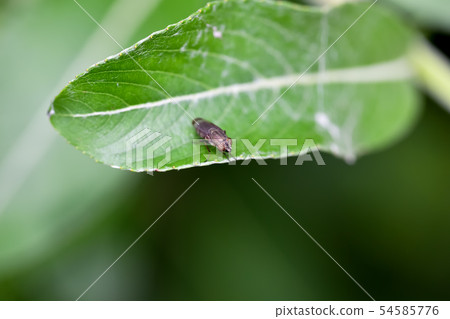 海嘯鷗飛 54585776