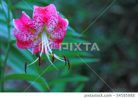 Kanokuri Kanokuri 54585988