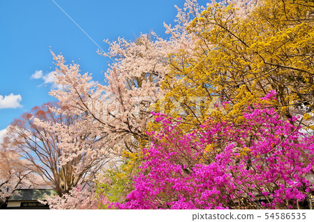 Takashima Castle castle cherry blossom 54586535
