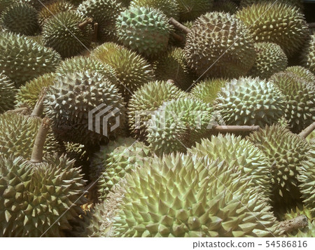 Pile of ripe durian fruit ready to sale.  54586816