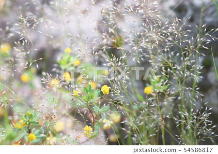 Yellow rice flour and white flower 54586817