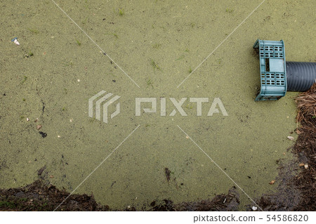 Green tide phenomenon in river Green tide phenomenon in river 54586820
