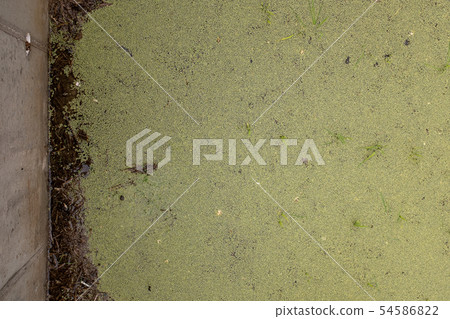 Green tide phenomenon in river Green tide phenomenon in river 54586822
