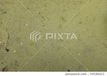 Green tide phenomenon in river 54586823