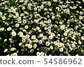 Flowering of daisies. Oxeye daisy, Leucanthemum 54586962