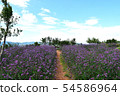 Violet verbena flowers on blurred background 54586964