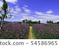 Violet verbena flowers on blurred background 54586965