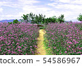 Violet verbena flowers on blurred background 54586967